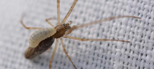 Tetragnatha sp.